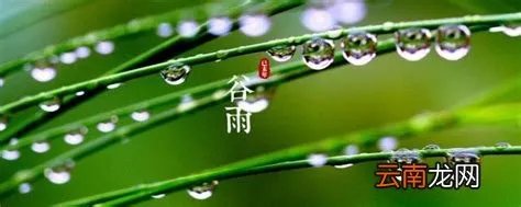 谷雨是什么意思呢