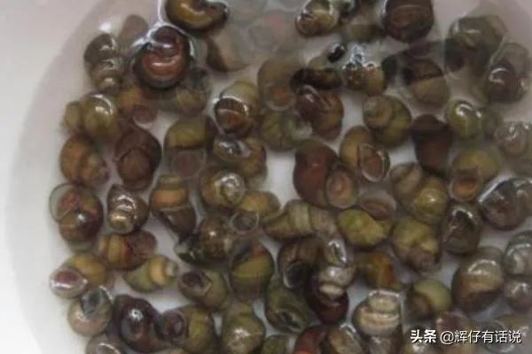 吃田螺变绿，田螺怎么洗干净？