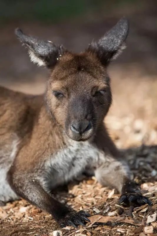 袋鼠和老鼠有什么区别？