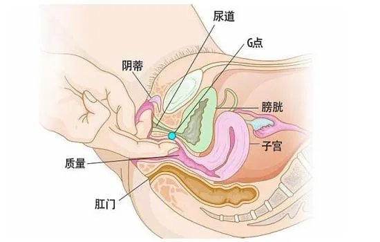 女性g点在哪里 女性abcg点位置清晰图解