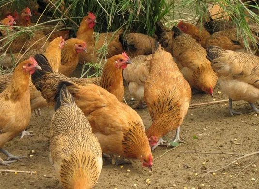 四川通知逐步取消现场宰杀销售活禽,这一举措有何利弊?