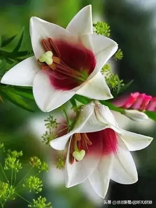 你最想看到的美国疫情的最新情况是什么？