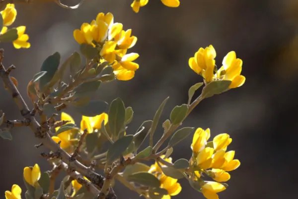小鸡宝宝考考你：哪种荒漠植物可以四季常绿？
