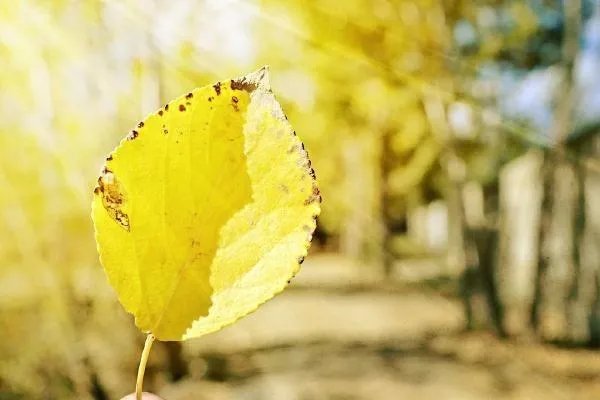 俗语早立秋凉飕飕，晚立秋热死牛，2019年立秋在何时？