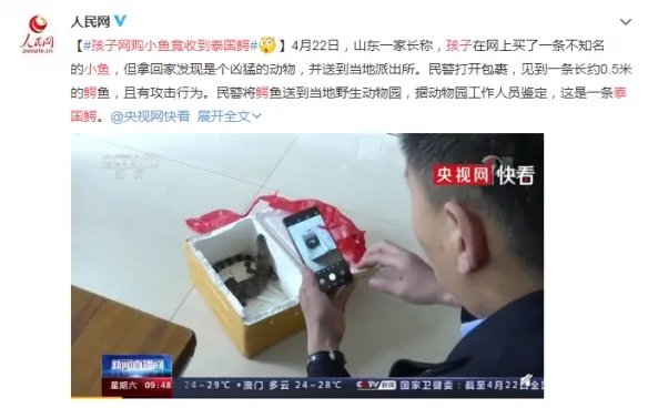孩子网购小鱼竟收到泰国鳄 最长可达四米 有攻击性