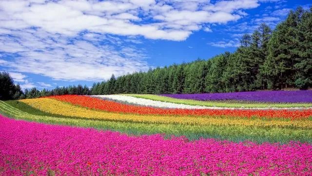 游客跳进网红粉黛花海拍照，如此打卡方式有何不妥？