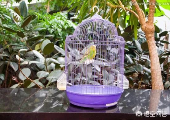 怎么养好一只鸟？