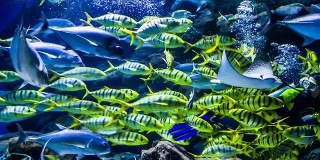 海口热带海洋世界怎么样？