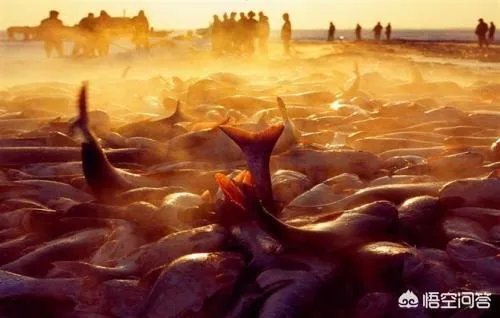 去看吉林查干湖冬捕的南方游客多吗？