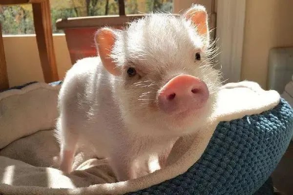 冷水烫猪是形容什么