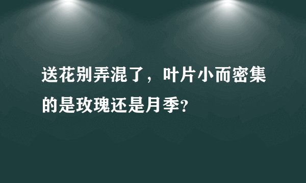 送花别弄混了，叶片小而密集的是玫瑰还是月季？