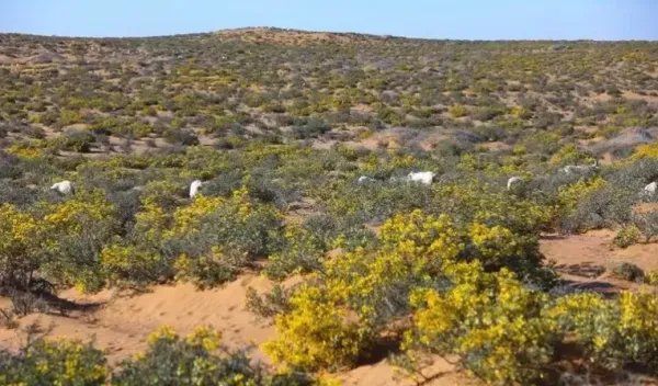 小鸡宝宝考考你：哪种荒漠植物可以四季常绿？