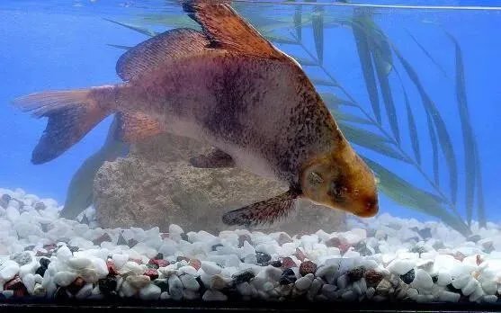 武汉一对夫妻非法猎捕三尾濒危野生动物胭脂鱼，双双被判刑，对此你怎么看？