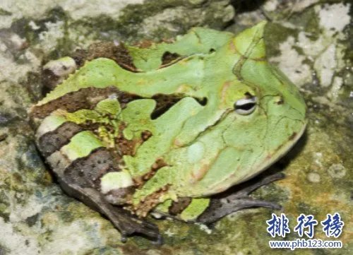世界上最猛的青蛙,苏里南角蛙（外形很萌实际很很猛）