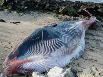 约230头鲸在澳大利亚海滩集体搁浅，为何鲸鱼要上岸？