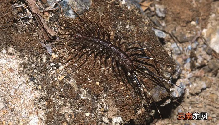 隐翅虫主要分布在哪里 中国隐翅虫分布地区