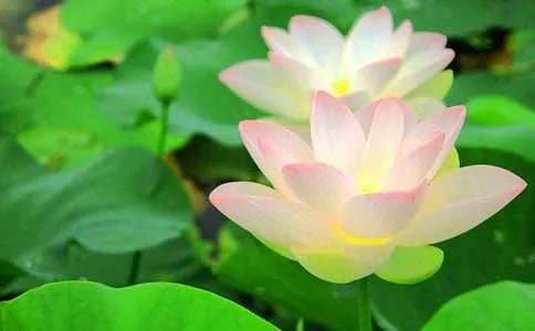 描写荷花的诗句或短语