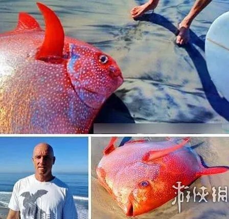 海滩惊现怪兽尸体 盘点10大轰动全球的海滩神秘怪兽