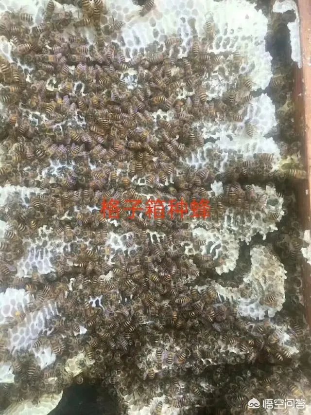 在果园养殖蜜蜂有什么好处？