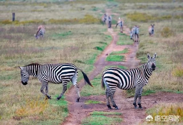 为什么没有人把斑马培养成比赛用马，斑马能驯服吗？