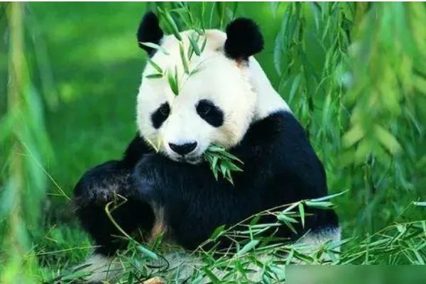 雅安一野生大熊猫经救治无效死亡，大熊猫死前有何异常？