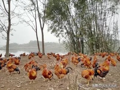 在农村准备做小型养殖，但不知道适合养什么？有好的项目推荐吗？