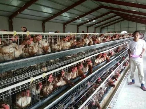 四川通知逐步取消现场宰杀销售活禽,这一举措有何利弊?