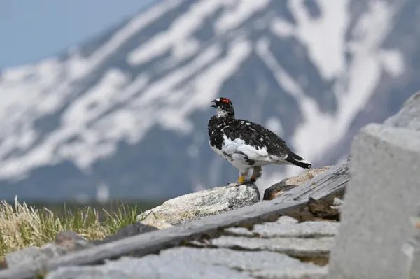 4571万像素、8K30P内录，尼康发布Z系列最强旗舰机型Z 9