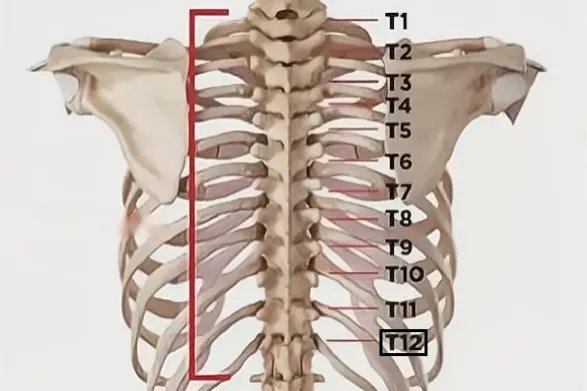 胸12是哪个位置示意图