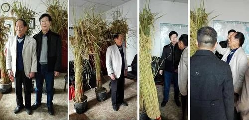 袁隆平有哪些贡献？