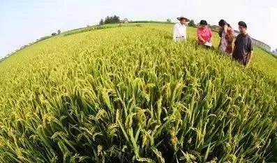 袁隆平有哪些贡献？